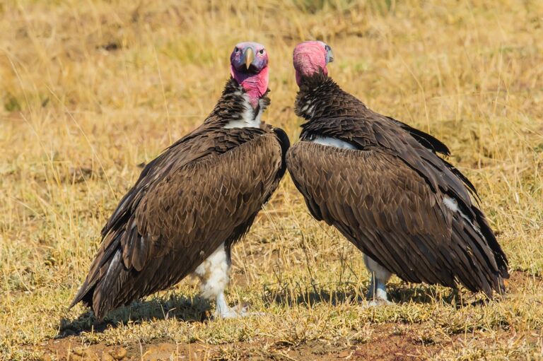 two breeding vultures